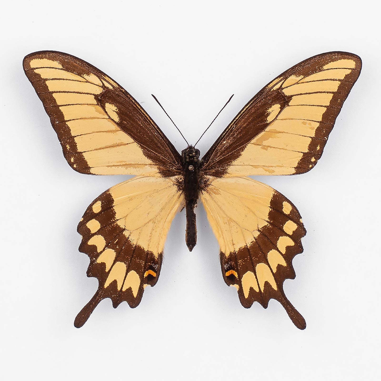 Papilio A. Astyalus ♂ Paraguay - Männchen - papilioblanc
