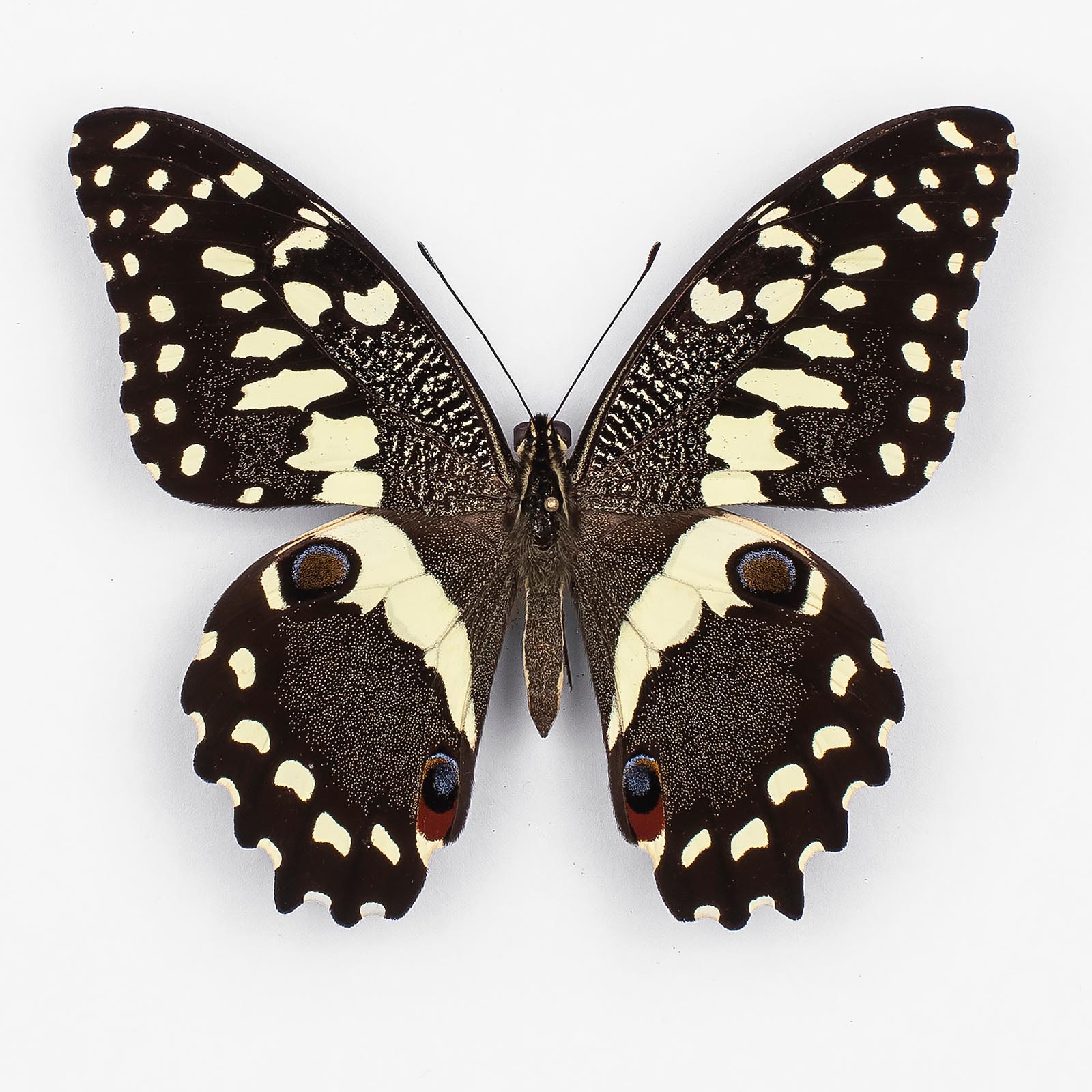 Papilio Demodocus ♂ Kenia - Männchen - papilioblanc