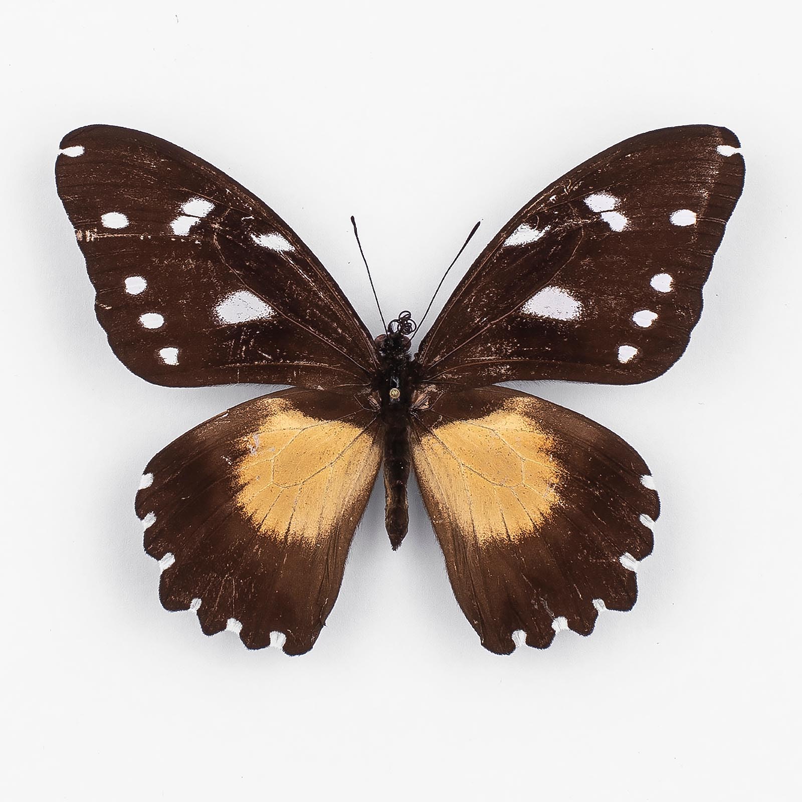 Papilio Fuelleborni ♀ Tanzanie - Femelle - papilioblanc