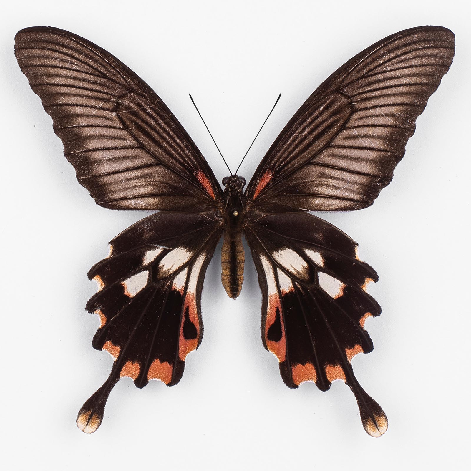 Papilio Mayo ♀ Andaman Islands - Female - papilioblanc