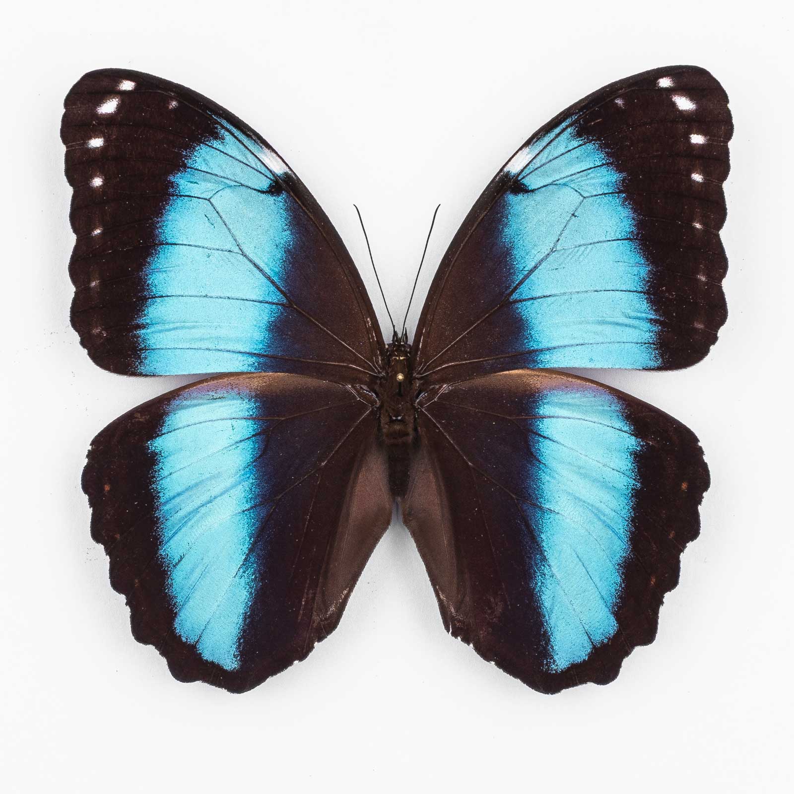 Morpho Helenor Lacommei ♂ ティンゴ・マリア - オス - papilioblanc
