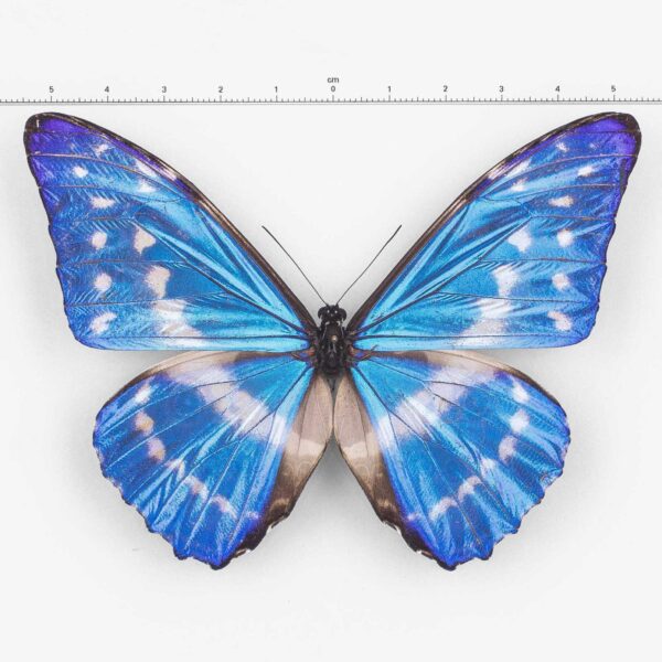 Morpho Cypris Lelargei ♂ Chuchuvi - Male 2 - papilioblanc