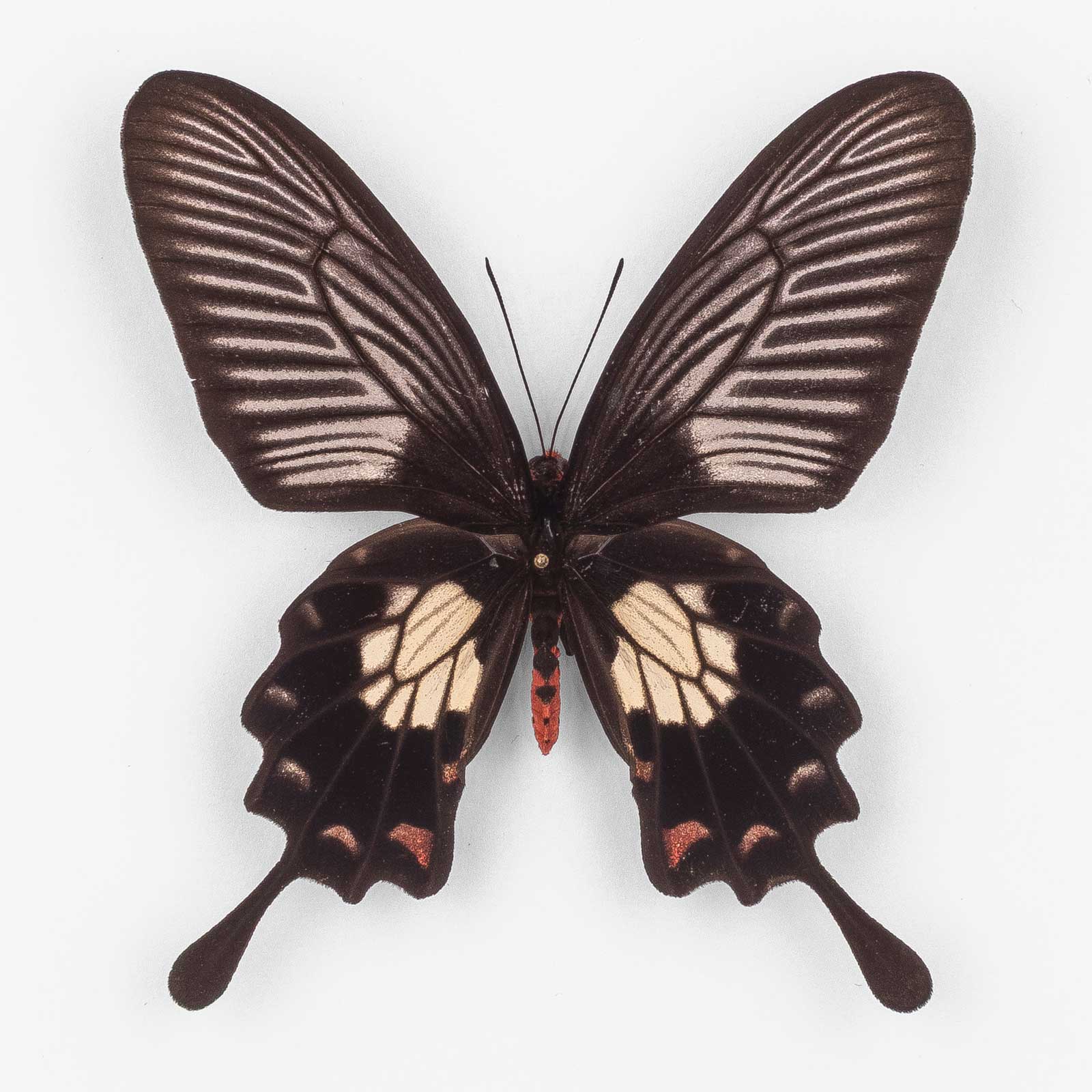 Are Strandi Pachliopta Strandi ♀ Mindanao - Female - papilioblanc